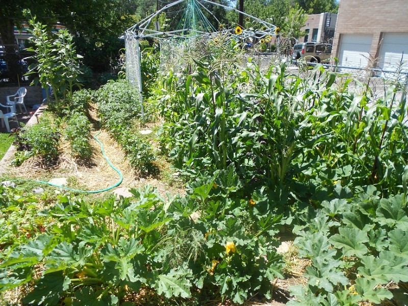 Crop Rotation: Benefits and Why it Matters